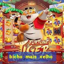 bicho mais velho da loteria dos sonhos